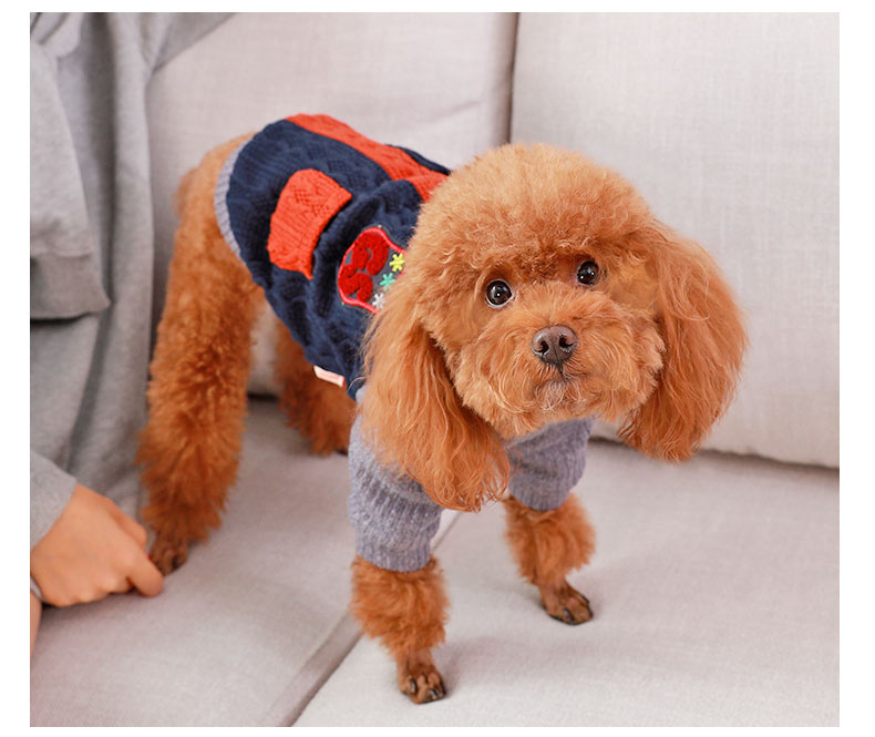 College Dog Sweater